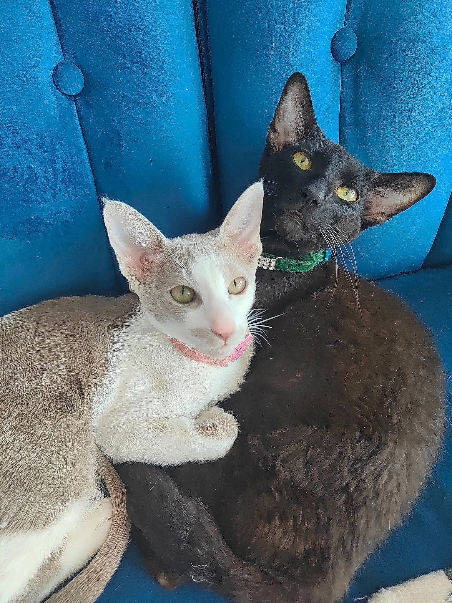 Ellie is registered to the contest to win money with this photo: blue, carnivore, cat, cat_supply, collar, comfort, domestic_short_haired_cat, felidae, fur, pet_supply, sitting, small_to_medium_sized_cats, snout, tail, whiskers, window