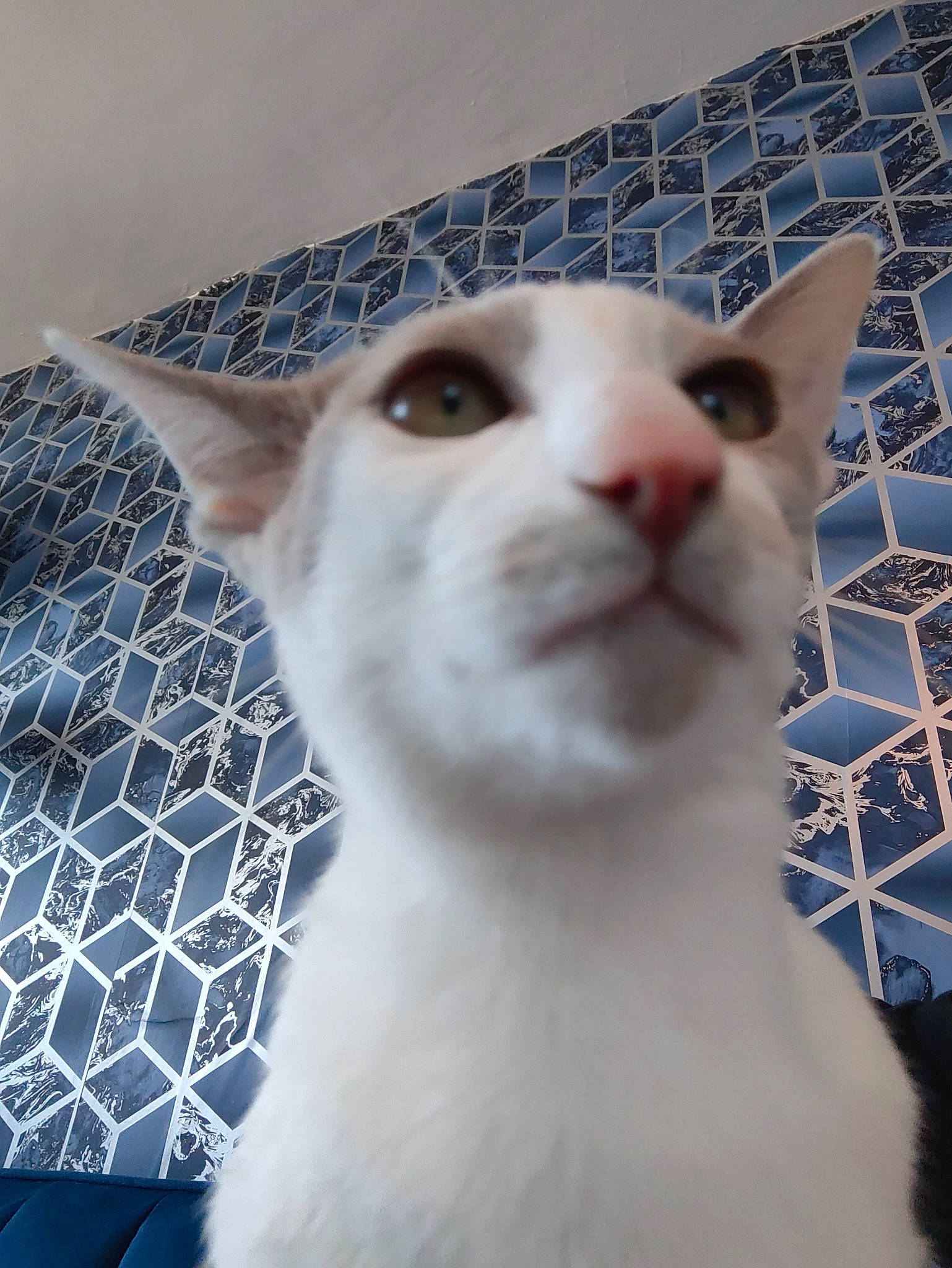 Ellie joined the competition — help win amazing prizes! blue, carnivore, cat, domestic_short_haired_cat, ear, eyelash, fawn, felidae, fur, line, mesh, pattern, small_to_medium_sized_cats, snout, tail, terrestrial_animal, whiskers