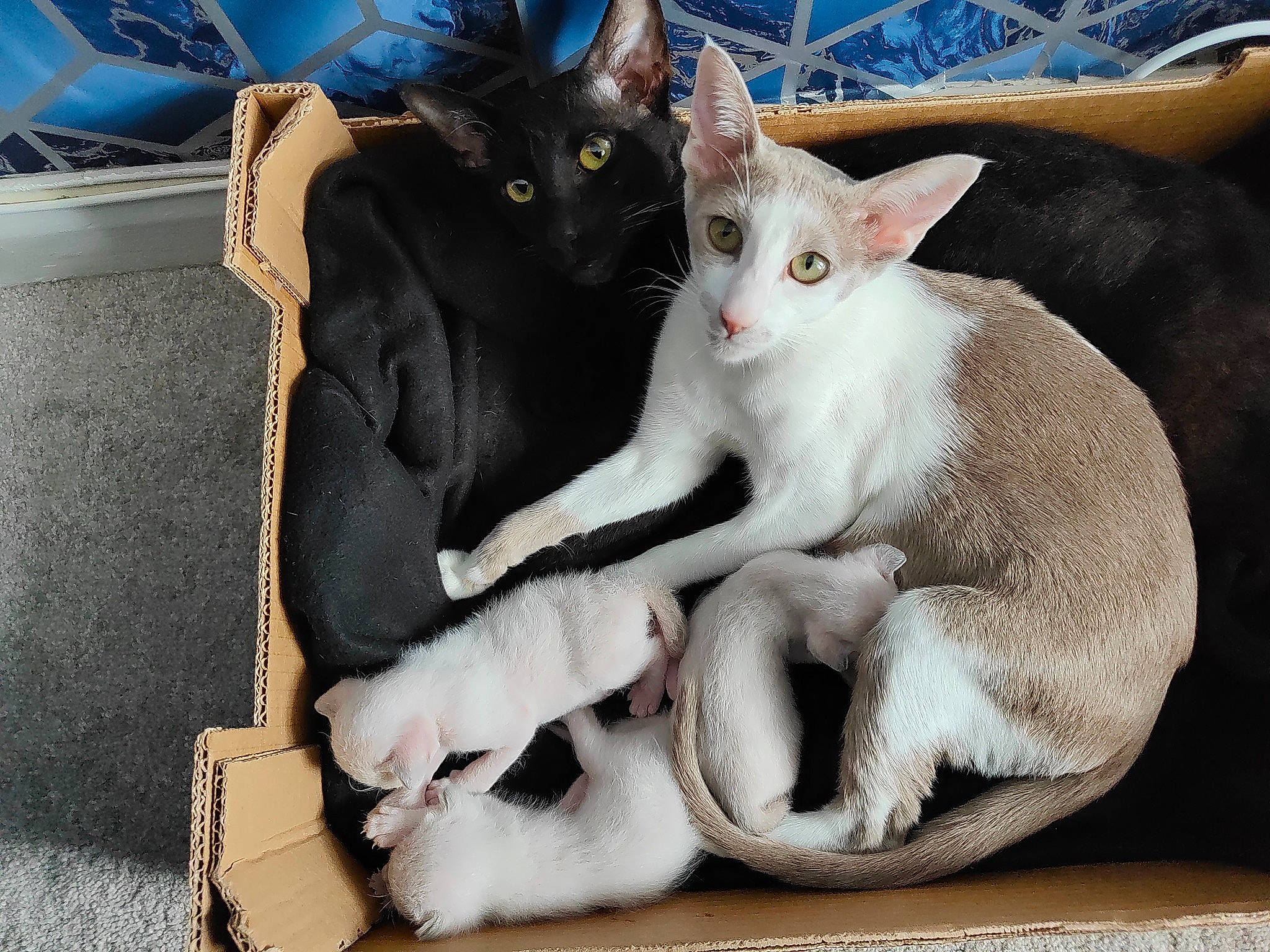 Ellie is registered to the contest to win money with this photo: blue, carmine, carnivore, cat, claw, comfort, domestic_short_haired_cat, felidae, fur, grey, paw, small_to_medium_sized_cats, snout, tail, thai, whiskers