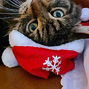 Elvis a rejoint le concours — aidez-le/la à gagner de superbes lots ! animal, brown_leather, cat, christmas, close_up, cozy, cute, festive, fur, green_eyes, holiday, indoor, pet, red_hat, relaxed, snowflake, tabby_cat, upside_down, whiskers, white_fur_trim