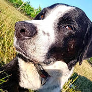 Minuss a rejoint le concours — aidez-le/la à gagner de superbes lots ! dog, black_and_white, close_up, outdoor, grass, vineyard, sunlight, pet, animal, nature, collar, portrait, canine, fur, nose, daylight, field, muzzle, relaxed, background