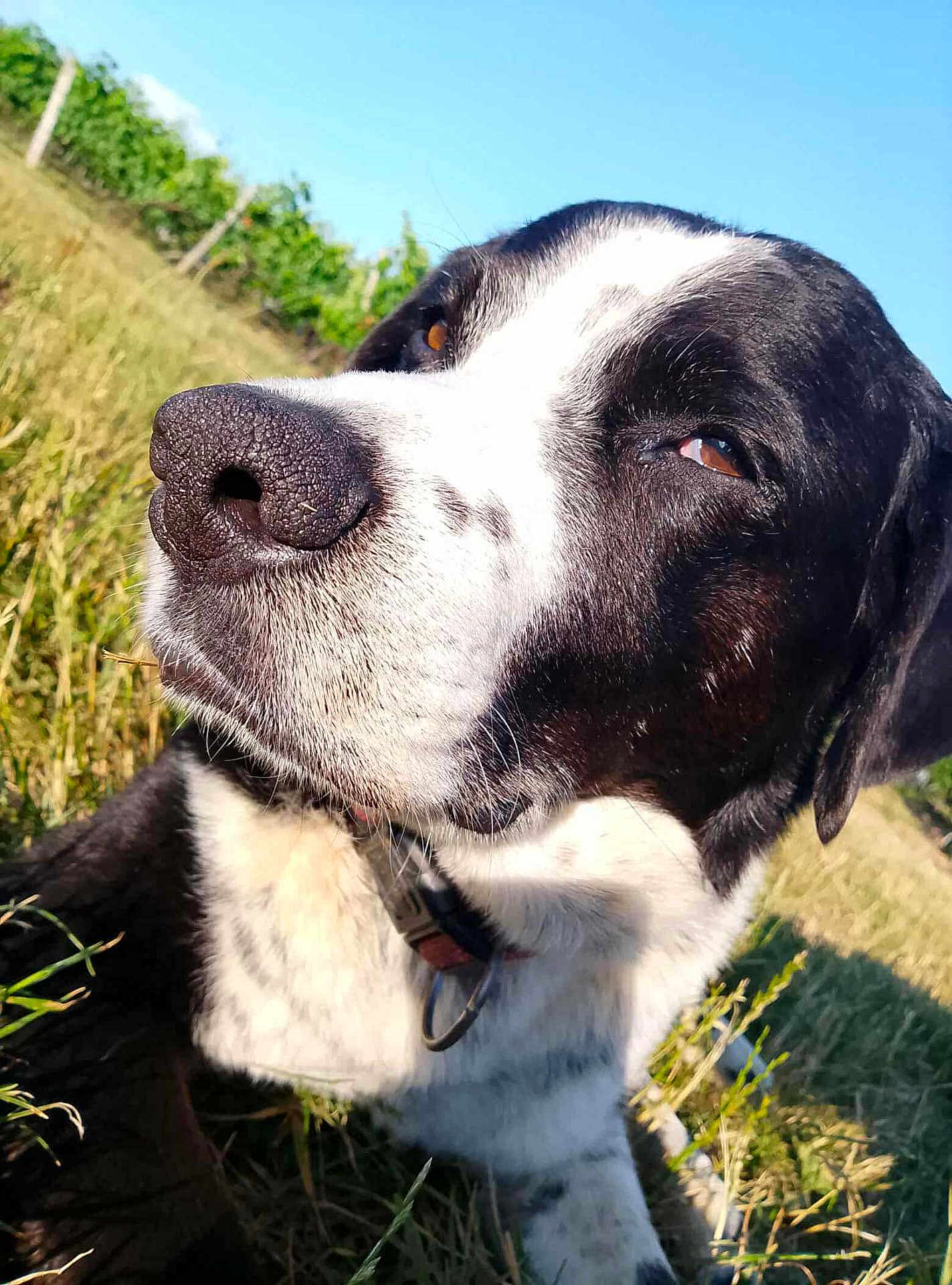 Minuss a rejoint le concours — aidez-le/la à gagner de superbes lots ! dog, black_and_white, close_up, outdoor, grass, vineyard, sunlight, pet, animal, nature, collar, portrait, canine, fur, nose, daylight, field, muzzle, relaxed, background