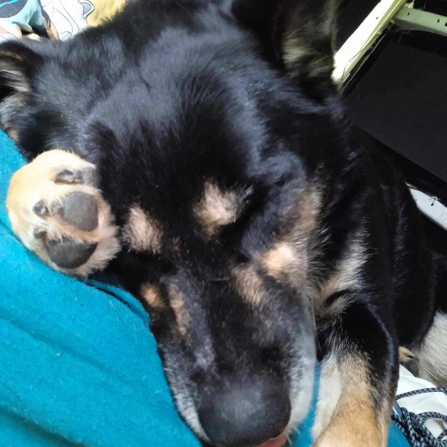 Baloo a rejoint le concours — aidez-le/la à gagner de superbes lots ! animal, black_fur, blanket, close_up, companion, cozy, cute, dog, ears, face, fur, indoors, nose, paw, pet, relaxed, resting, sleeping, soft, tan_fur