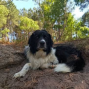 Canaille participe au concours pour gagner de l'argent avec cette photo : dog, black_and_white, outdoor, forest, trees, dirt, pine_needles, nature, animal, canine, pet, relaxed, lying_down, sunlight, daylight, ground, fur, tail, peaceful, scenery