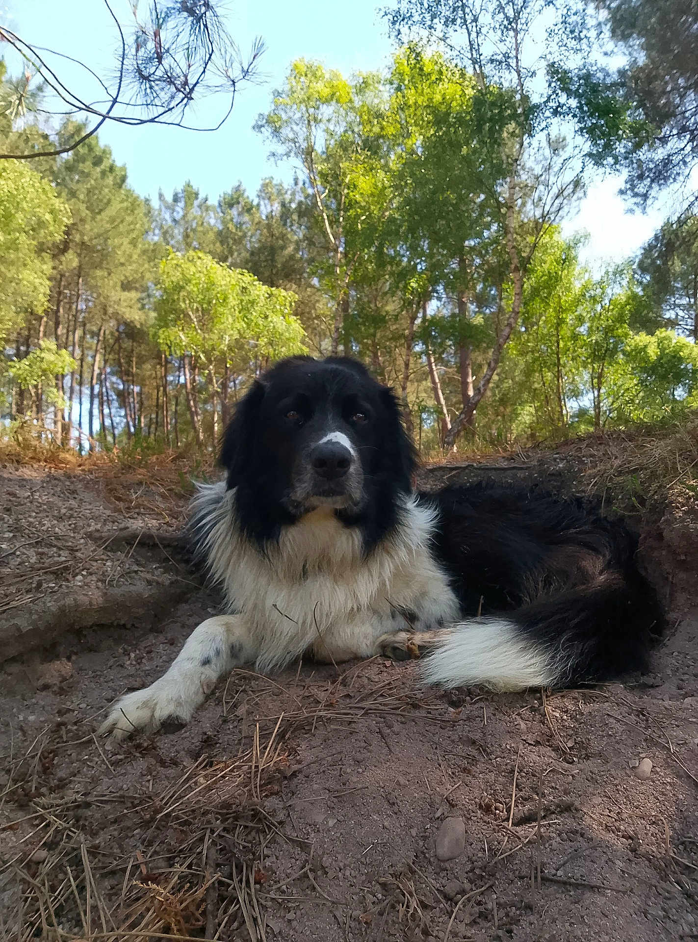 Canaille participe au concours pour gagner de l'argent avec cette photo : dog, black_and_white, outdoor, forest, trees, dirt, pine_needles, nature, animal, canine, pet, relaxed, lying_down, sunlight, daylight, ground, fur, tail, peaceful, scenery