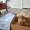 Boov joined the competition — help win amazing prizes! cat, long_hair, fluffy, brown_cat, green_eyes, sitting, cardboard_box, indoor, home, wood_floor, wicker_chair, furniture, door, shelf, package, illustration, pet, animal, portrait, cozy