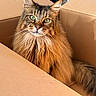 Boov is registered to the contest to win money with this photo: cat, maine_coon, fluffy, long_hair, tabby, brown_cat, green_eyes, whiskers, pointed_ears, animal_portrait, cardboard_box, indoors, pet, sitting, looking_at_camera, fur, face, closeup, second_cat, cozy