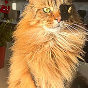 Boov joined the competition — help win amazing prizes! cat, ginger_cat, fluffy, longhaired, feline, pet, animal, portrait, close_up, sunlight, indoors, kitchen, whiskers, ears, green_eyes, orange_fur, sitting, photogenic, social_media, home
