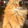 cat, ginger_cat, fluffy, longhaired, feline, pet, animal, portrait, close_up, sunlight, indoors, kitchen, whiskers, ears, green_eyes, orange_fur, sitting, photogenic, social_media, home