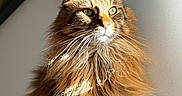Boov is registered to the contest to win money with this photo: cat, long_hair, fluffy, maine_coon, brown_fur, tabby, green_eyes, whiskers, ears, portrait, indoor, sunlight, sunbeam, wall, artwork, sitting, alert, pet, animal, close_up