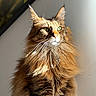 cat, long_hair, fluffy, maine_coon, brown_fur, tabby, green_eyes, whiskers, ears, portrait, indoor, sunlight, sunbeam, wall, artwork, sitting, alert, pet, animal, close_up