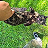 animal, cat, daylight, expression, fur, grass, greenery, hand, holding, nature, outdoor, pants, person, pet, playful, sneakers, summer, surprise, tail, tortoiseshell_cat