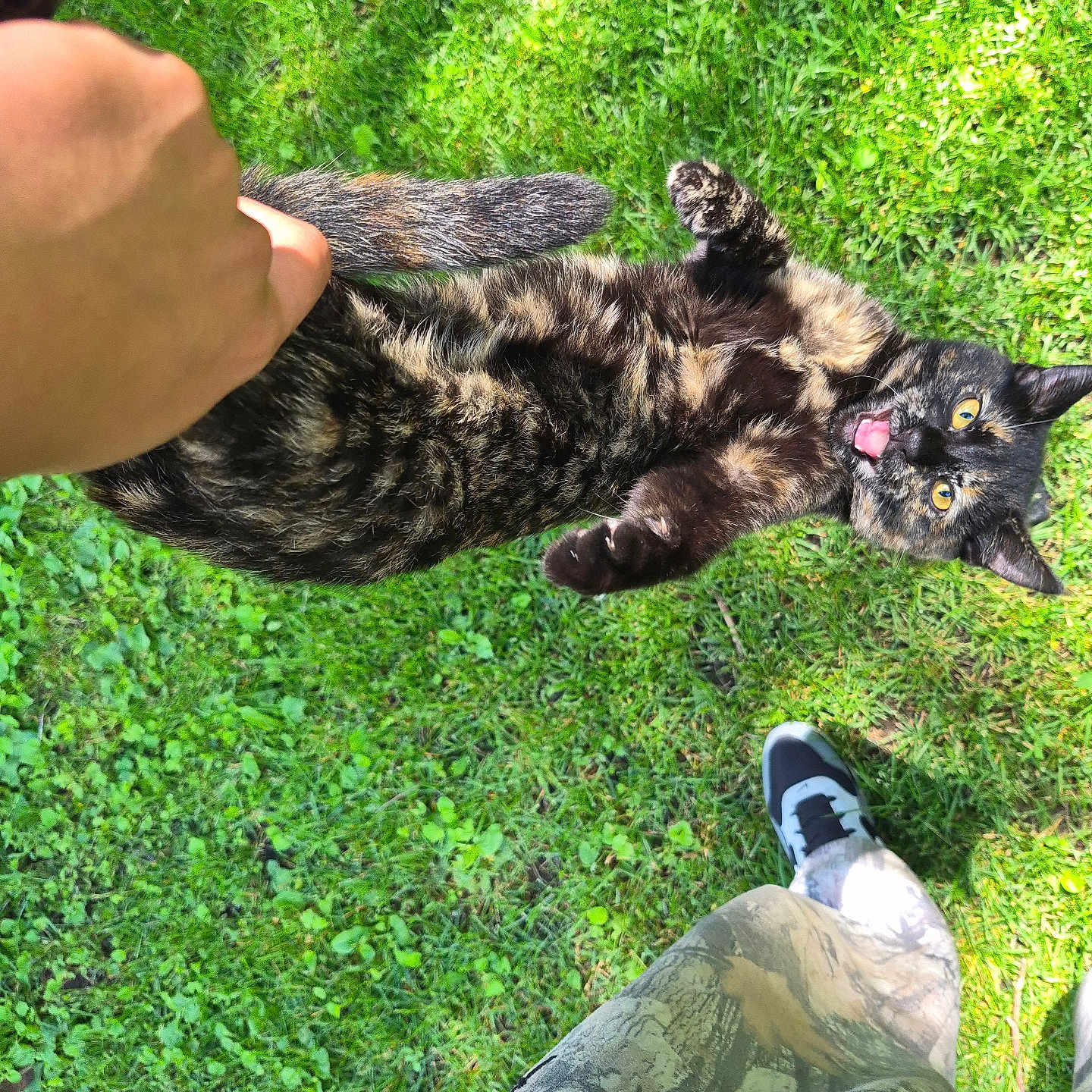 Mochi Terminator is registered to the contest to win money with this photo: cat, tortoiseshell_cat, grass, hand, person, pants, sneakers, outdoor, playful, pet, animal, fur, greenery, summer, daylight, holding, tail, expression, surprise, nature