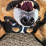 dog, close_up, upside_down, teeth, tongue, nose, fur, carpet, playful, pet, animal, cute, smiling, brown, black, white, whiskers, mouth, expression, happy