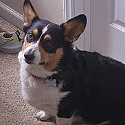 Rocky joined the competition — help win amazing prizes! dog, corgi, pet, indoor, carpet, ears, collar, tag, sitting, curious, brown, white, black, shoe, sneaker, floor, door, animal, cute, companion