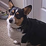 dog, corgi, pet, indoor, carpet, ears, collar, tag, sitting, curious, brown, white, black, shoe, sneaker, floor, door, animal, cute, companion
