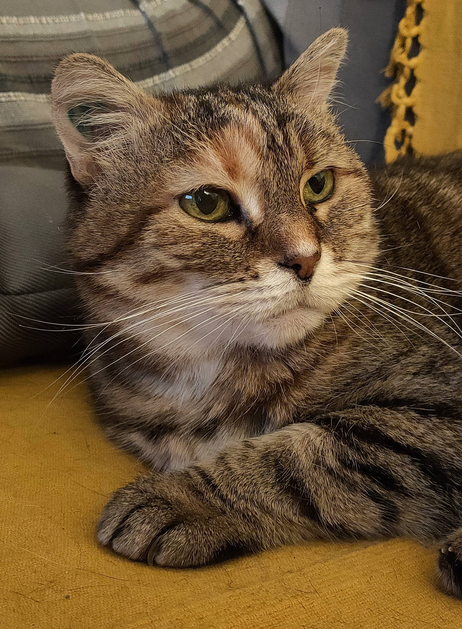 Akita a rejoint le concours — aidez-le/la à gagner de superbes lots ! carnivore, cat, claw, domestic_short_haired_cat, door, felidae, fur, paw, small_to_medium_sized_cats, snout, terrestrial_animal, whiskers, wildlife, window