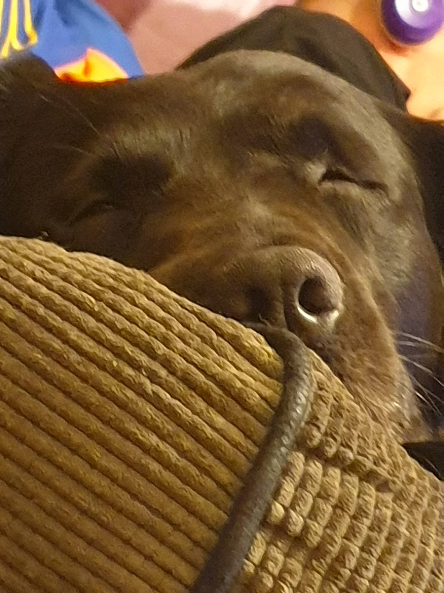 Reggie joined the competition — help win amazing prizes! snout, sporting_group, wrinkle