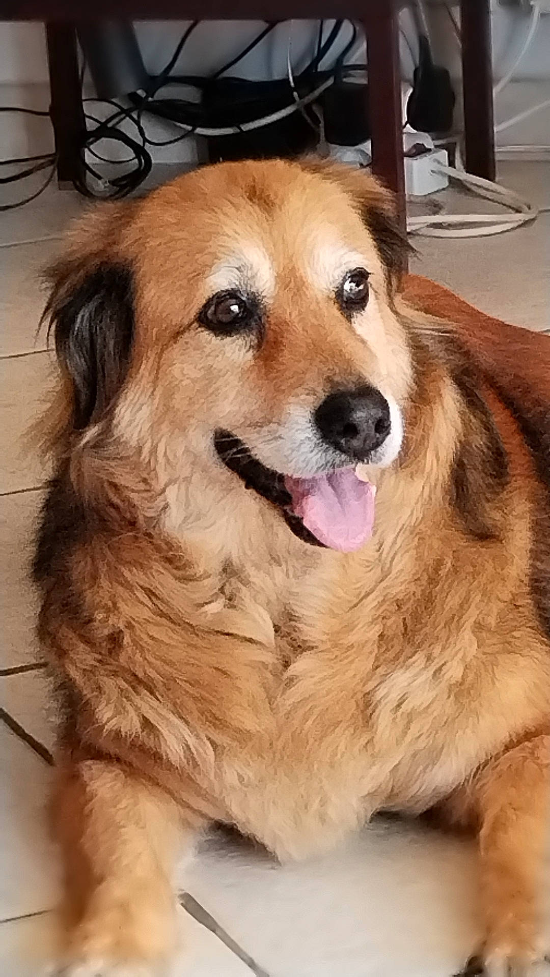 Yela a rejoint le concours — aidez-le/la à gagner de superbes lots ! canidae, carnivore, chair, companion_dog, dog, dog_breed, fawn, flooring, fur, guard_dog, paw, pet_supply, snout, sporting_group, whiskers, working_animal, working_dog