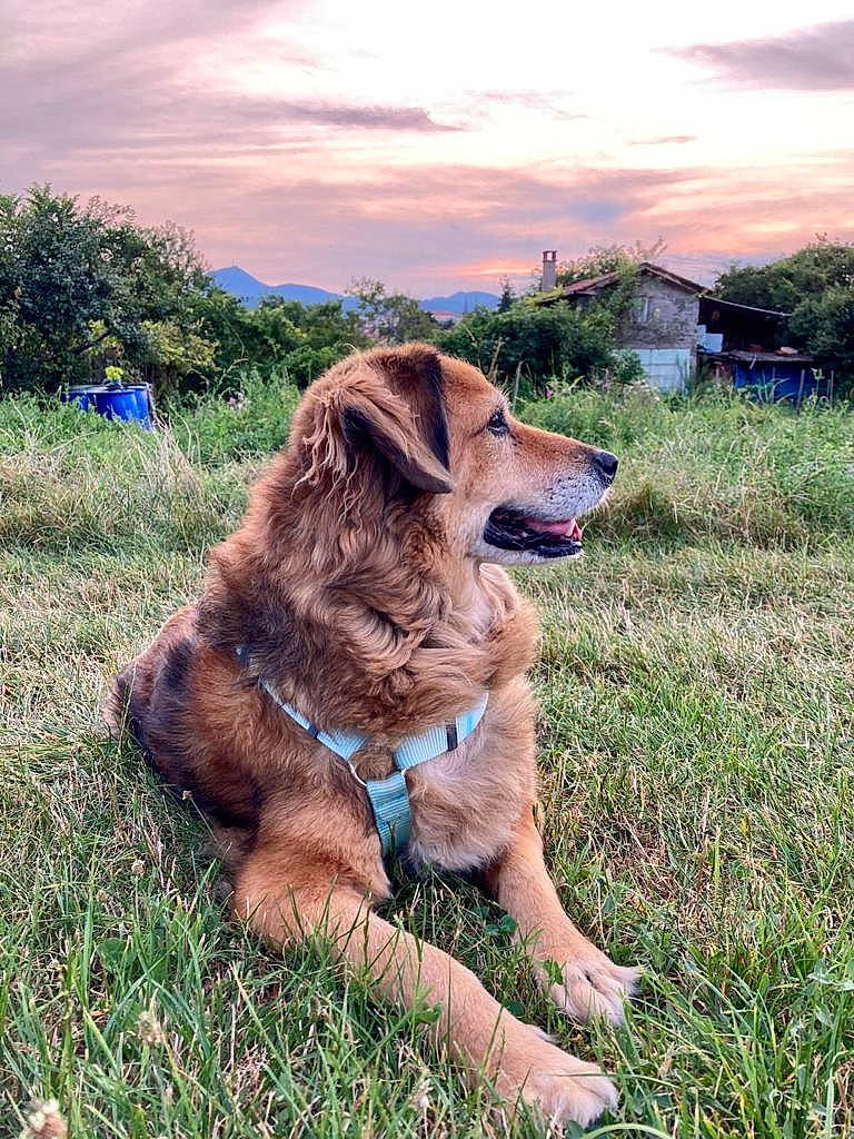 Yela a rejoint le concours — aidez-le/la à gagner de superbes lots ! carnivore, cloud, collar, companion_dog, dog, dog_breed, dog_collar, fawn, grass, grassland, gun_dog, happy, landscape, liver, plant, retriever, sky, sporting_group, tree, working_animal