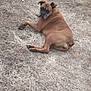 animal, brown_dog, calm, canine, dog, dry_grass, ears, earth_tones, fur, grass, looking_back, lying_down, mammal, nature, outdoor, paws, pet, quiet, resting, snout