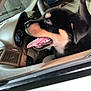 puppy, rottweiler, dog, car, vehicle, seat, tongue_out, happy, pet, animal, interior, closeup, mouth_open, black_and_tan, canine, companion, young_dog, side_view, window, leather_seat