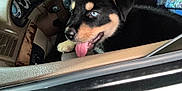 Drako is registered to the contest to win money with this photo: puppy, dog, blue_eyes, car_interior, seat, tongue_out, black_fur, tan_markings, person, clothing, window, dashboard, steering_wheel, leather, close_up, pet, companion, cute, happy, indoor