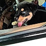 puppy, dog, blue_eyes, car_interior, seat, tongue_out, black_fur, tan_markings, person, clothing, window, dashboard, steering_wheel, leather, close_up, pet, companion, cute, happy, indoor