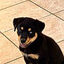 Drako joined the competition — help win amazing prizes! puppy, dog, sitting, tile_floor, heterochromia, black_fur, tan_fur, pet, young_dog, cute, animal, indoor, portrait, small_dog, canine, fur, tongue_out, ears, whiskers, looking