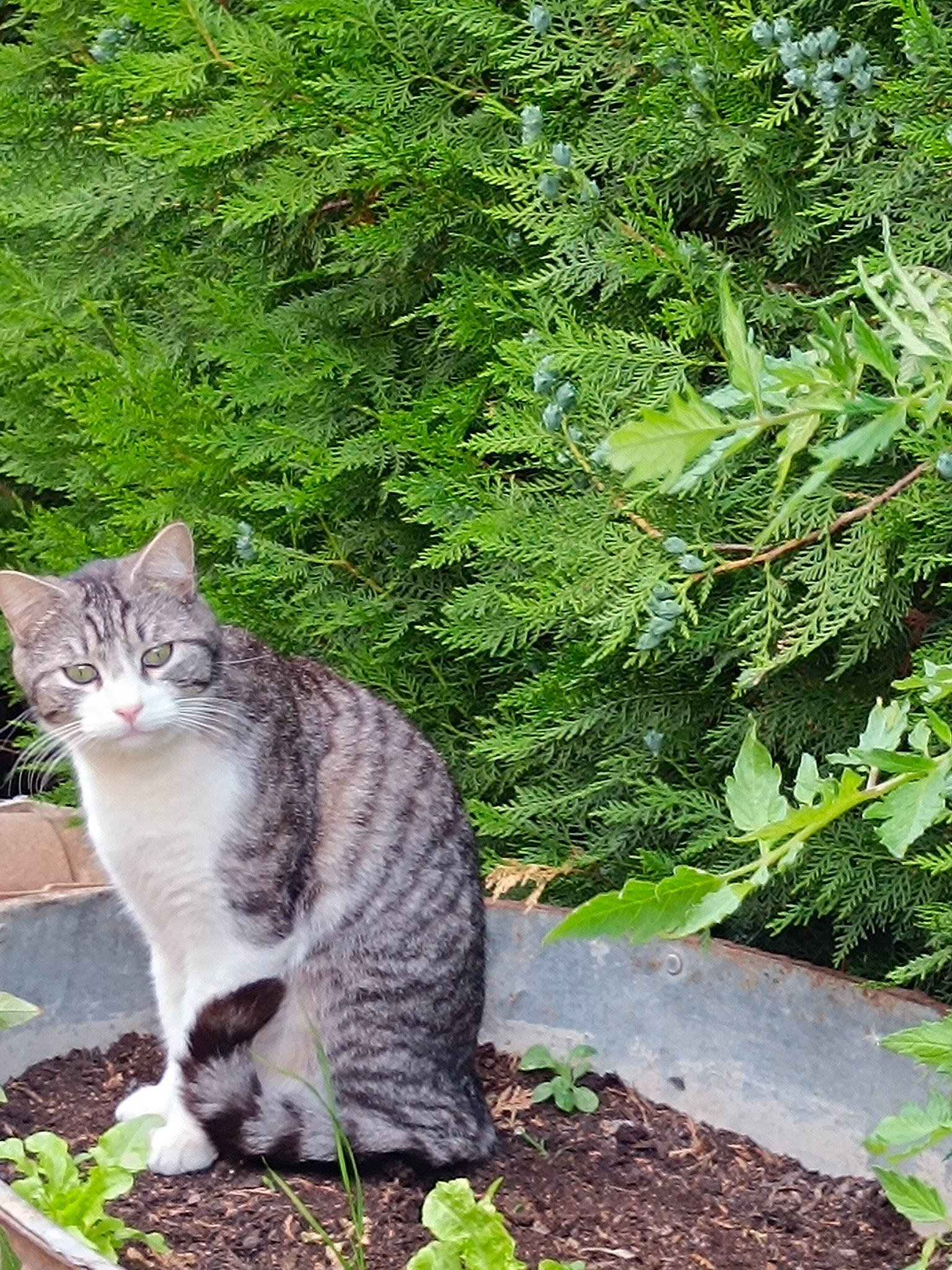 Ruby a rejoint le concours — aidez-le/la à gagner de superbes lots ! carnivore, cat, domestic_short_haired_cat, fawn, felidae, fur, garden, grass, groundcover, leaf, plant, shrub, small_to_medium_sized_cats, snout, tail, terrestrial_animal, terrestrial_plant, tree, whiskers, woody_plant