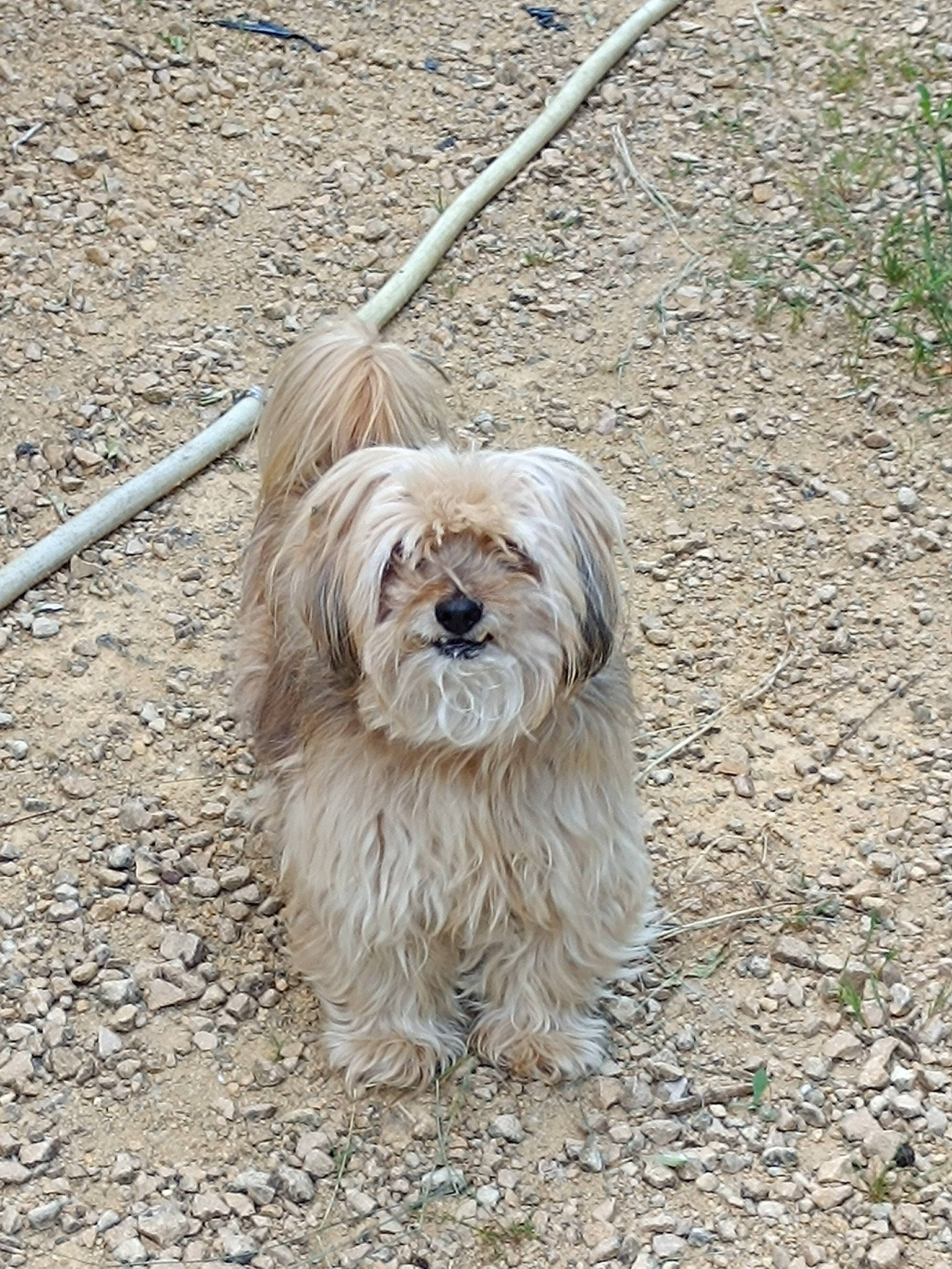 Rex a rejoint le concours — aidez-le/la à gagner de superbes lots ! canidae, carnivore, companion_dog, dog, dog_breed, fur, grass, liver, mal_shi, non_sporting_group, small_terrier, snout, soil, sporting_group, tail, terrier, toy_dog, water_dog, working_animal