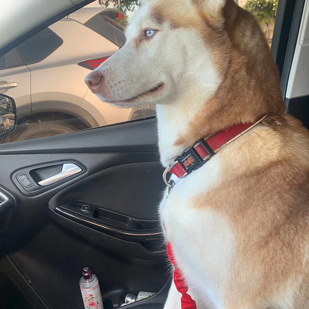 Chelsey joined the competition — help win amazing prizes! accessories, alloywheel, animal, belt, canine, car, carwheel, dog, homedecor, hound, husky, leash, machine, pet, spoke, strap, tire, transportation, vehicle, wheel
