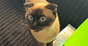 Nala is registered to the contest to win money with this photo: cat, siamese_cat, blue_eyes, curious, box, green_box, patterned_box, couch, dark_couch, ribbed_texture, indoor, pet, animal, whiskers, tail, alert, sunlight, window, furniture, domestic