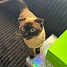 cat, siamese_cat, blue_eyes, curious, box, green_box, patterned_box, couch, dark_couch, ribbed_texture, indoor, pet, animal, whiskers, tail, alert, sunlight, window, furniture, domestic