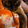 Nala joined the competition — help win amazing prizes! cat, siamese_cat, close_up, orange_fabric, floral_pattern, whiskers, fur, pet, animal, cute, cozy, indoor, relaxed, snuggling, face, eyes, soft_texture, warm_colors, portrait, domestic_animal