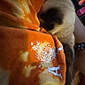 cat, fluffy, orange, tie_dye, fabric, white_flower, white_lettering, snuggling, cozy, soft, warm_colors, indoor, pet, animal, fur, close_up, resting, cute, relaxed, hidden_face