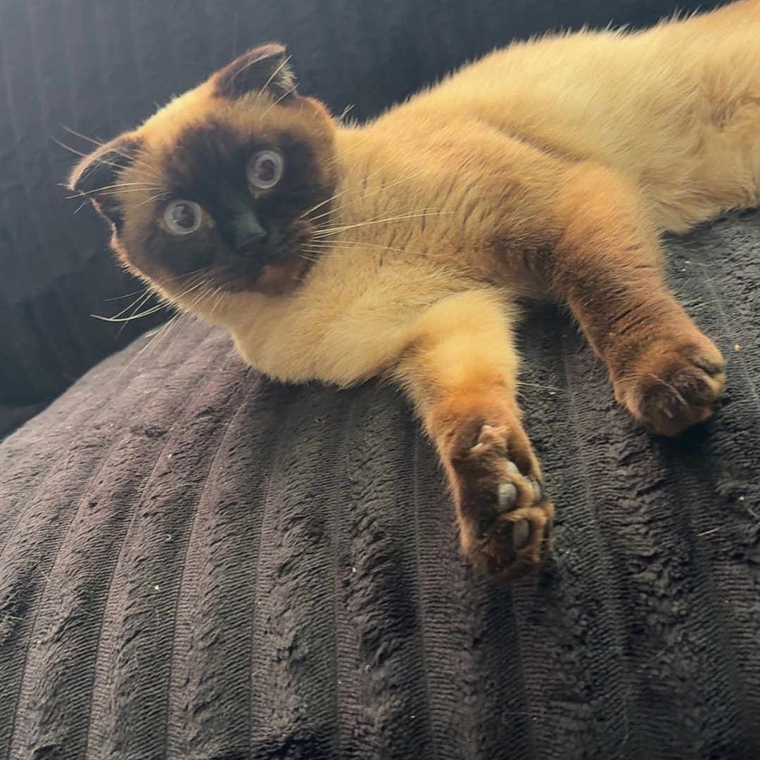 Nala