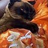 Nala joined the competition — help win amazing prizes! cat, siamese, feline, pet, animal, cozy, blanket, orange, tie_dye, resting, paw, whiskers, fur, indoor, cute, sleepy, relaxed, closeup, domestic, snuggling
