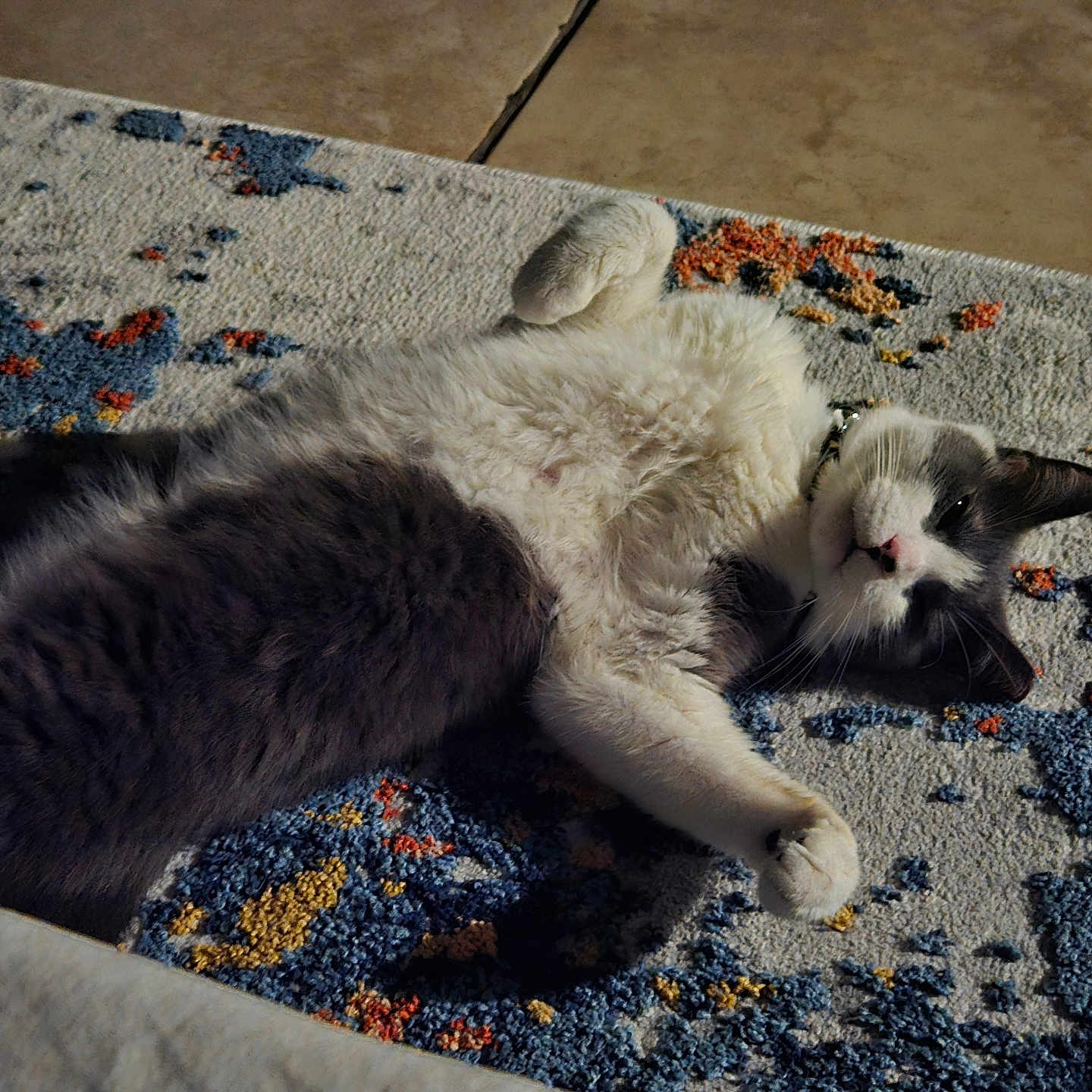 Buster is registered to the contest to win money with this photo: animal, carpet, cat, collar, cozy, cute, domestic_cat, feline, floor, fluffy, fur, gray, indoor, lying_down, patterned_rug, pet, relaxed, resting, whiskers, white