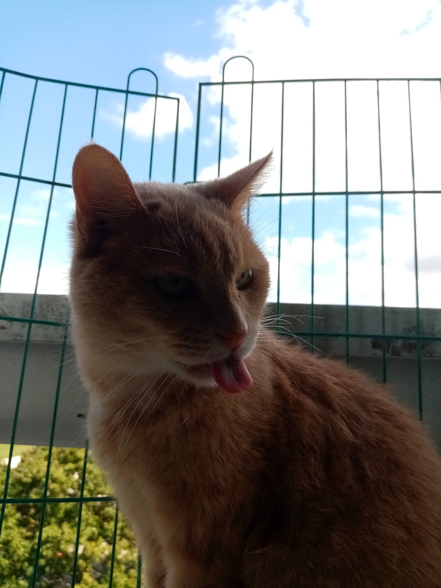 Havane participe au concours pour gagner de l'argent avec cette photo : aegean_cat, carnivore, cat, domestic_short_haired_cat, fawn, felidae, mammal, nebelung, small_to_medium_sized_cats, snout, whiskers