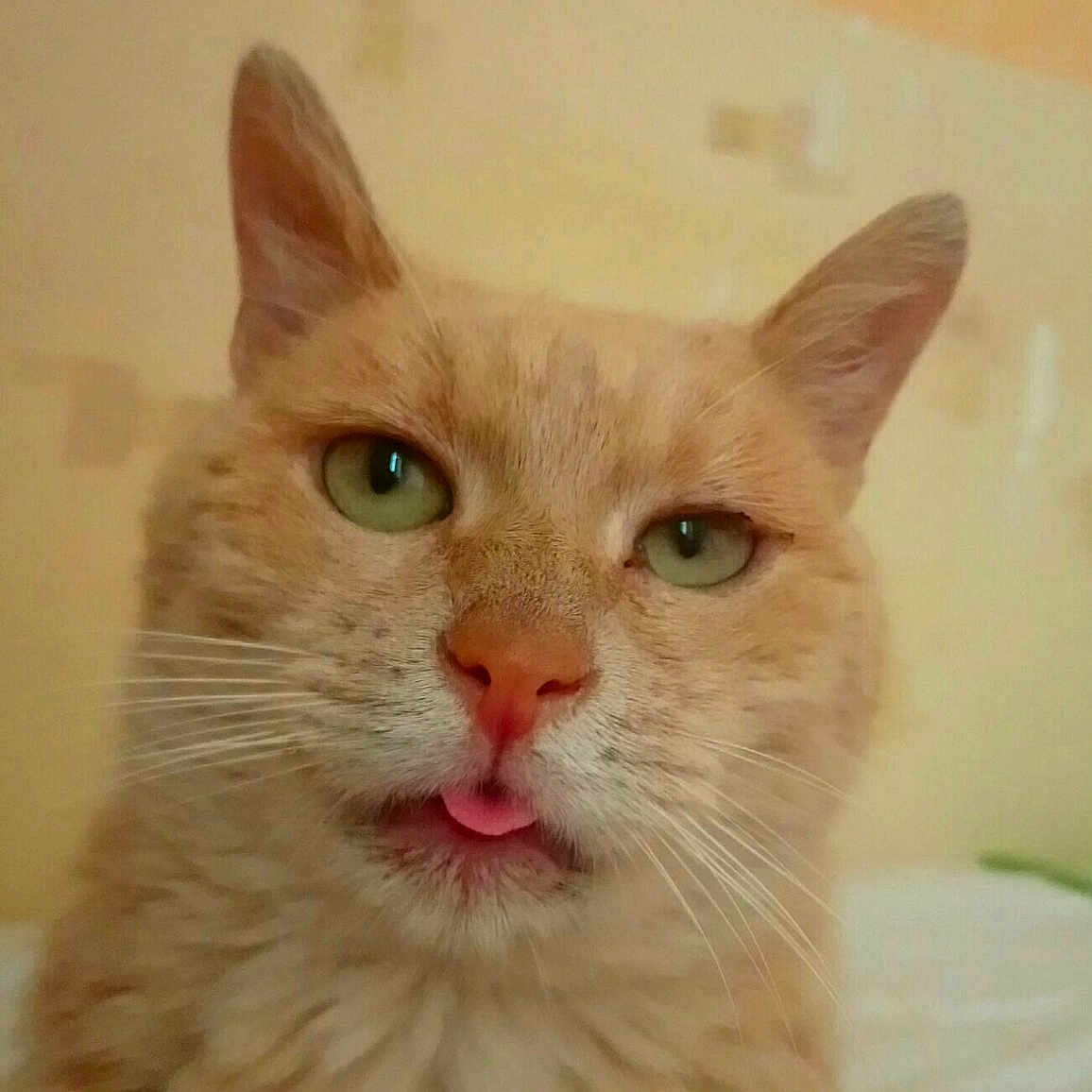 Havane participe au concours pour gagner de l'argent avec cette photo : aegean_cat, australian_mist, cat, cat_like_mammal, domestic_short_haired_cat, european_shorthair, fauna, german_rex, kitten, small_to_medium_sized_cats, snout, whiskers