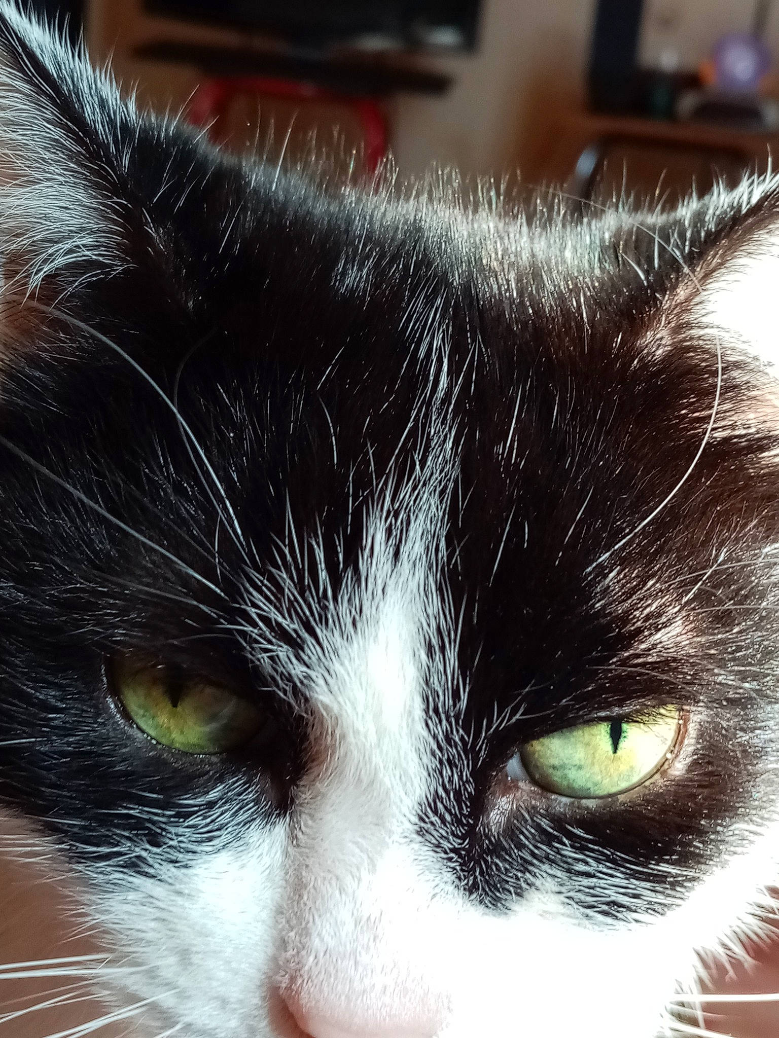 Cléo a rejoint le concours — aidez-le/la à gagner de superbes lots ! carnivore, cat, close_up, domestic_long_haired_cat, domestic_short_haired_cat, ear, european_shorthair, eye, felidae, fur, iris, kitten, mammal, norwegian_forest_cat, nose, organ, photography, small_to_medium_sized_cats, snout, whiskers