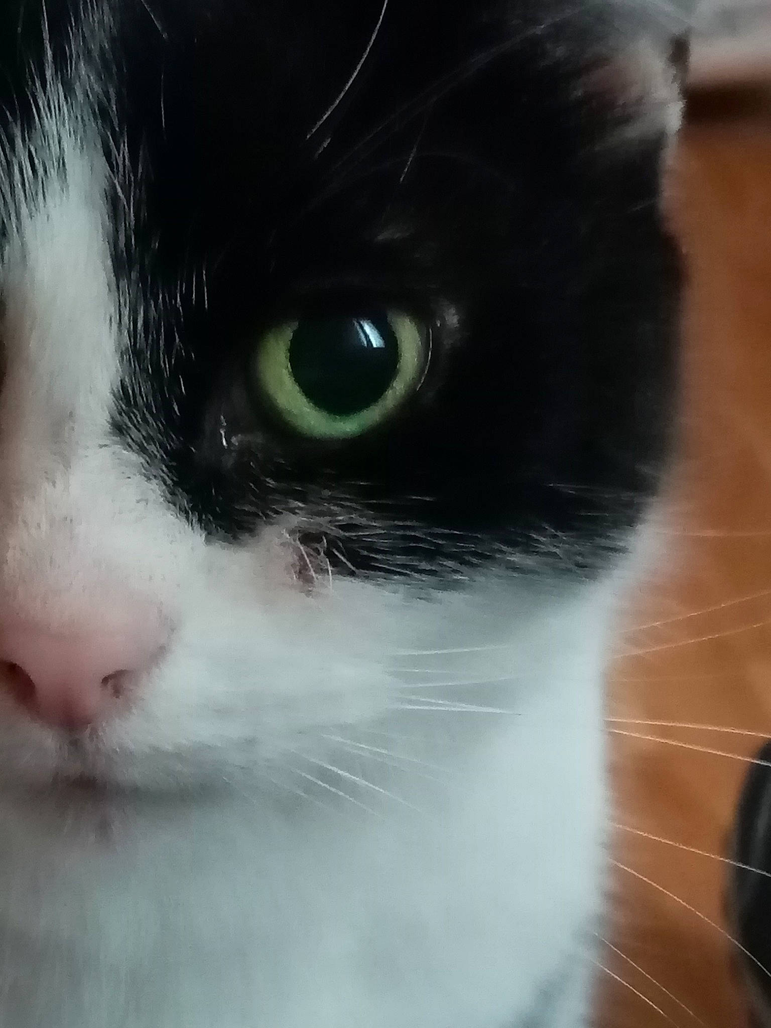 Cléo a rejoint le concours — aidez-le/la à gagner de superbes lots ! aegean_cat, black, carnivore, cat, close_up, ear, eye, face, felidae, fur, head, iris, kitten, nose, organ, photography, small_to_medium_sized_cats, snout, whiskers, white