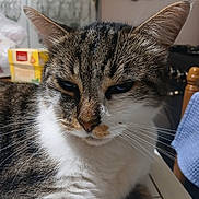 Moustache participe au concours pour gagner de l'argent avec cette photo : animal, cat, close_up, cozy, domestic_animal, ears, face, feline, fur, indoor, kitchen, pet, relaxed, sleepy, striped, tabby, table, utensils, whiskers, white_chest