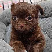 Ripple joined the competition — help win amazing prizes! puppy, dog, brown_fur, cute, pet, young, fluffy, animal, resting, blanket, cozy, indoor, close_up, soft_texture, small, eyes, paw, fur, adorable, curious