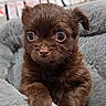 puppy, dog, brown_fur, cute, pet, young, fluffy, animal, resting, blanket, cozy, indoor, close_up, soft_texture, small, eyes, paw, fur, adorable, curious
