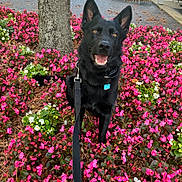 Luka is registered to the contest to win money with this photo: dog, german_shepherd, black_dog, flowers, pink_flowers, white_flowers, leash, tree, outdoor, nature, happy, pet, canine, park, spring, smiling_dog, greenery, leaf_litter, sunlight, animal