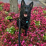 dog, german_shepherd, black_dog, flowers, pink_flowers, white_flowers, leash, tree, outdoor, nature, happy, pet, canine, park, spring, smiling_dog, greenery, leaf_litter, sunlight, animal