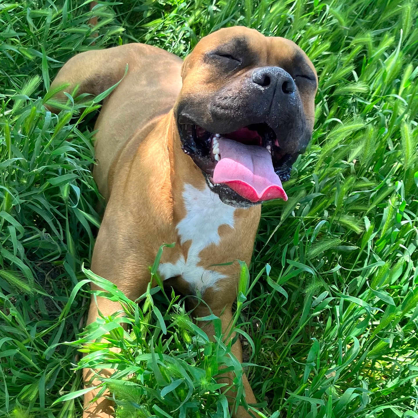 Midas