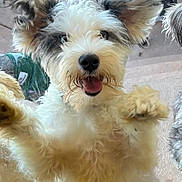 Chloe joined the competition — help win amazing prizes! dog, fluffy, ears, paws, glass, happy, pet, animal, fur, cute, smiling, outdoor, playful, nose, closeup, companion, friendly, canine, looking, window